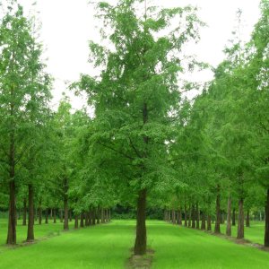 Metasekvoja čínska (Metasequoia glyptostroboides) - výška 350-370 cm, obvod kmeňa 10/12 cm, kont. C30L - NA KMIENKU