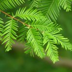 Metasekvoja čínska (Metasequoia glyptostroboides) - výška 350-370 cm, obvod kmeňa 10/12 cm, kont. C30L - NA KMIENKU