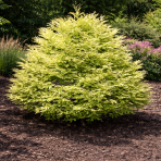 Metasekvoja čínska (Metasequoia glyptostroboides) ´SCHIRMANS NORDLICHT´ - výška 40-50 cm, kont. C3L