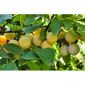 Mirabelka (Prunus domestica) ´NANCYSKÁ´ - výška 170-200 cm, stredne skorá, voľnokorenná