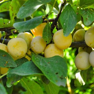 Mirabelka (Prunus domestica) ´NANCYSKÁ´ - výška 200-250 cm, stredne skorá, voľnokorenná