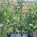 Mirabelka (Prunus domestica) ´NANCYSKÁ´ - stredne skorá 210-230 cm, obvod kmeňa: 4/6 cm, kont. C10L - kvetináčová