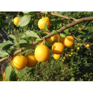 Mirabelka (Prunus domestica) ´NANCYSKÁ´ - stredne skorá 200-250 cm, obvod kmeňa: 6/8 cm, kont. C10L - kvetináčová
