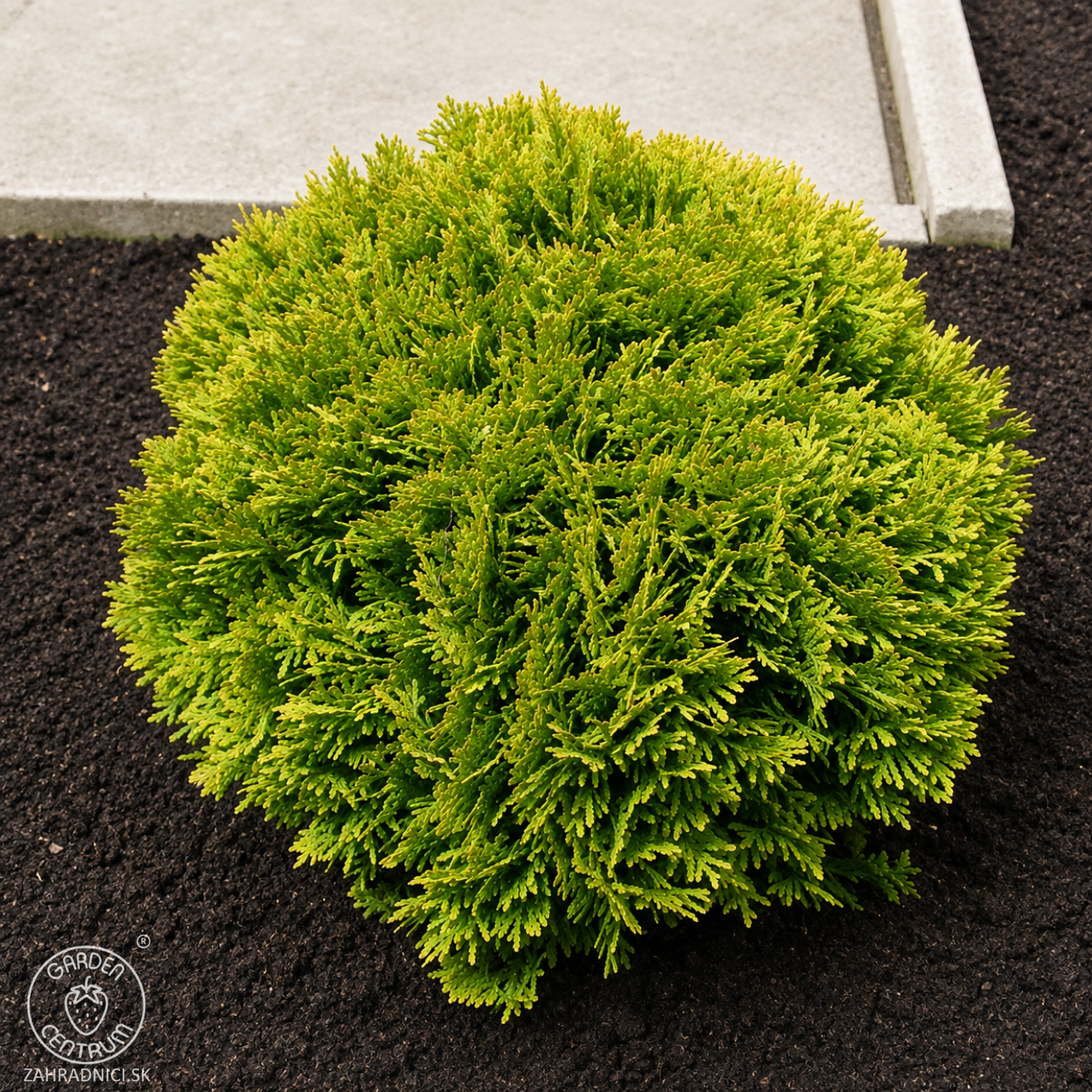 Obrázok Tuja západná (Thuja occidentalis) ´MIRJAM´® - výška 15-25 cm, ∅ 15-20 cm, kont. C2L