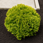 Tuja západná (Thuja occidentalis) ´MIRJAM´® - výška 15-25 cm, ∅ 15-20 cm, kont. C2L
