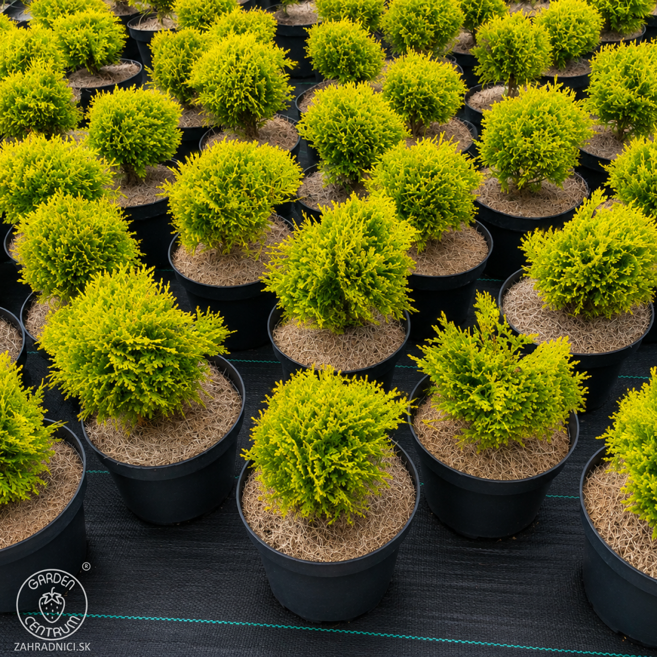 Obrázok Tuja západná (Thuja occidentalis) ´MIRJAM´® - výška 15-25 cm, ∅ 15-20 cm, kont. C2L