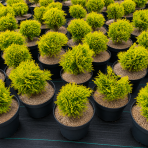 Tuja západná (Thuja occidentalis) ´MIRJAM´® - výška 15-25 cm, ∅ 15-20 cm, kont. C2L