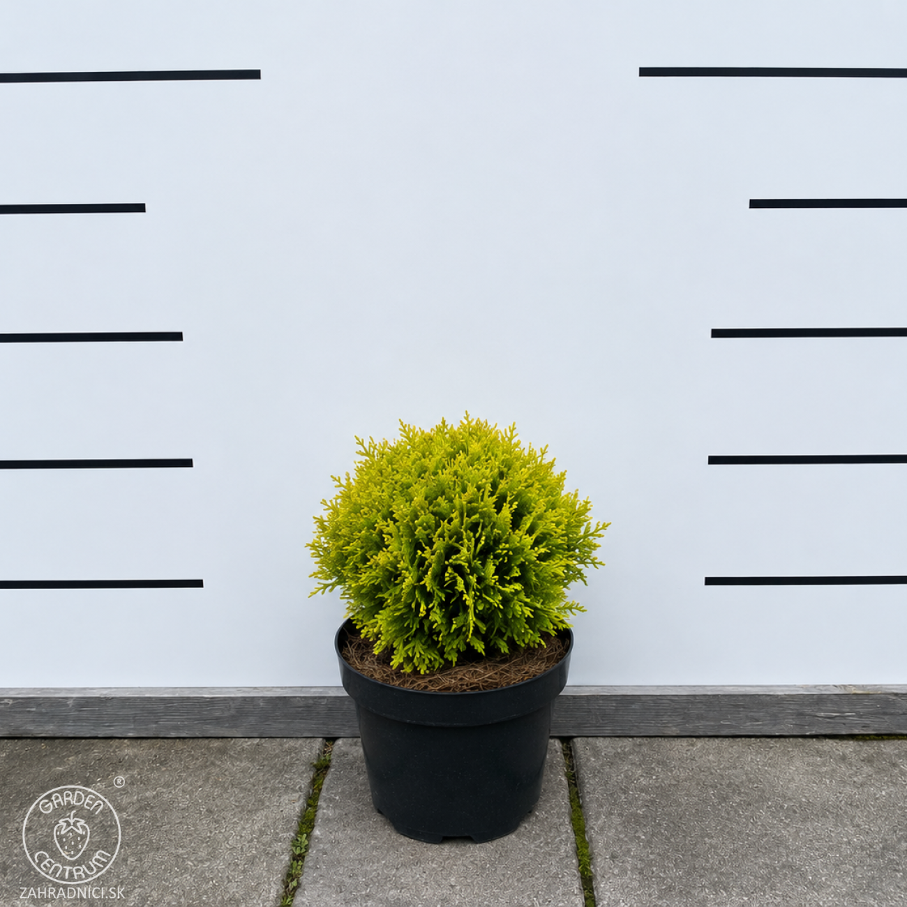 Obrázok Tuja západná (Thuja occidentalis) ´MIRJAM´® - výška 15-25 cm, ∅ 15-20 cm, kont. C2L