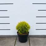 Tuja západná (Thuja occidentalis) ´MIRJAM´® - výška 15-25 cm, ∅ 15-20 cm, kont. C2L