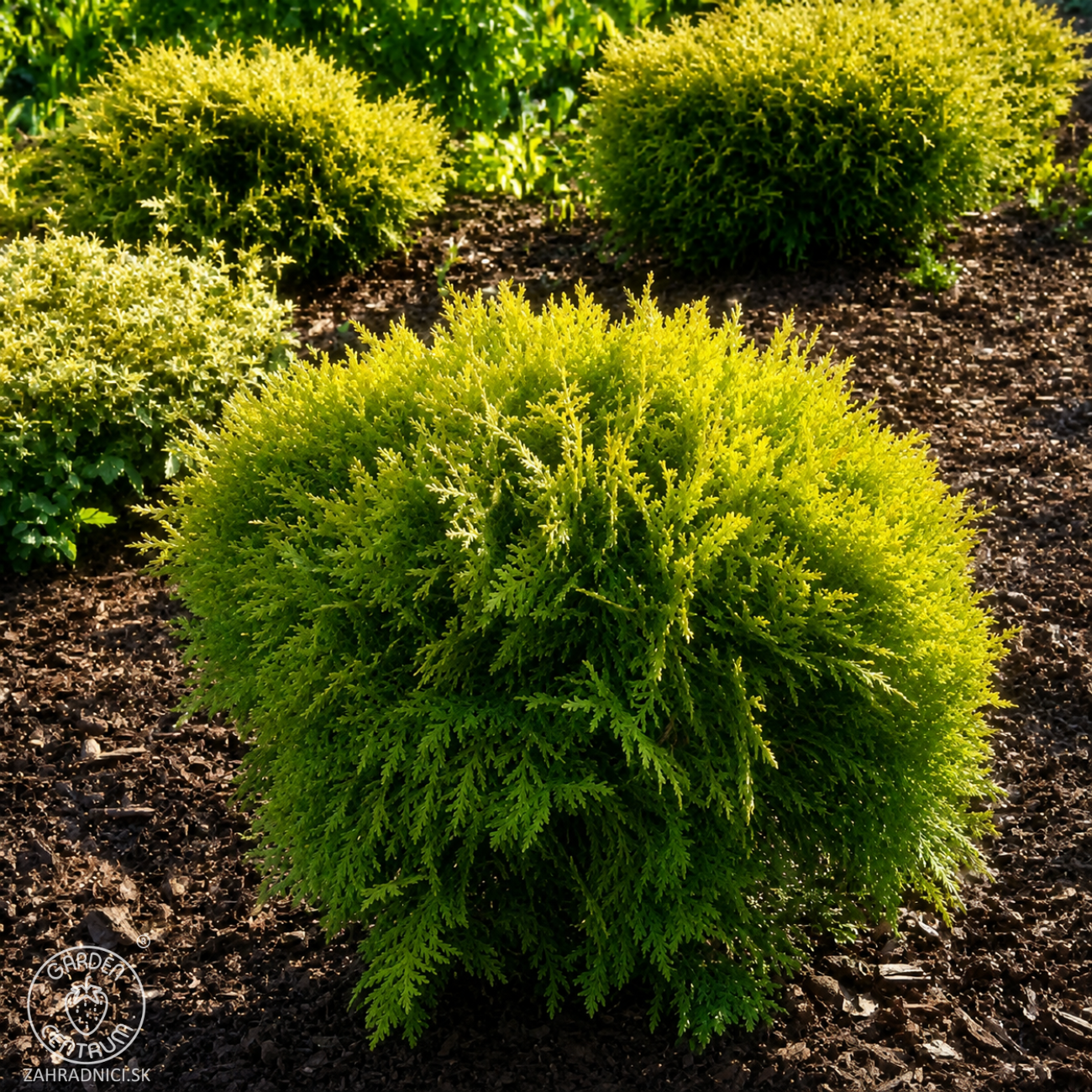 Obrázok Tuja západná (Thuja occidentalis) ´MIRJAM´® - výška 15-25 cm, ∅ 15-20 cm, kont. C2L