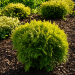 Tuja západná (Thuja occidentalis) ´MIRJAM´® - výška 15-25 cm, ∅ 15-20 cm, kont. C2L