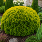 Tuja západná (Thuja occidentalis) ´MIRJAM´® - výška 15-25 cm, ∅ 15-20 cm, kont. C2L