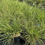 Ozdobnica čínska (Miscanthus Sinensis) ´KRATER´ - výška 30-50 cm, kont. C3L, ∅ 20-30 cm