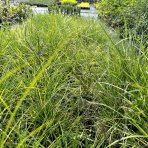 Ozdobnica čínska (Miscanthus Sinensis) ´KRATER´ - výška 30-50 cm, kont. C3L, ∅ 20-30 cm