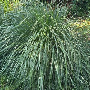 Ozdobnica čínska (Miscanthus sinensis) ´MORNING LIGHT´ kont. C2L