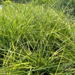 Ozdobnica čínska (Miscanthus Sinensis) ´KRATER´ - výška 30-50 cm, kont. C3L, ∅ 20-30 cm