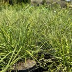 Ozdobnica čínska (Miscanthus Sinensis) ´KRATER´ - výška 30-50 cm, kont. C3L, ∅ 20-30 cm