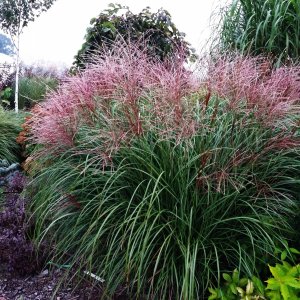 Ozdobnica čínska (Miscanthus Sinensis) ´KRATER´ - výška 30-50 cm, kont. C3L, ∅ 20-30 cm