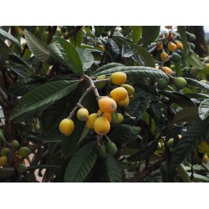 Mišpuľa japonská (Eriobotrya japonica) ´NOTTINGHAM´ - výška 80-110 cm, kont. C5L (-29°C) - NA KMIENKU