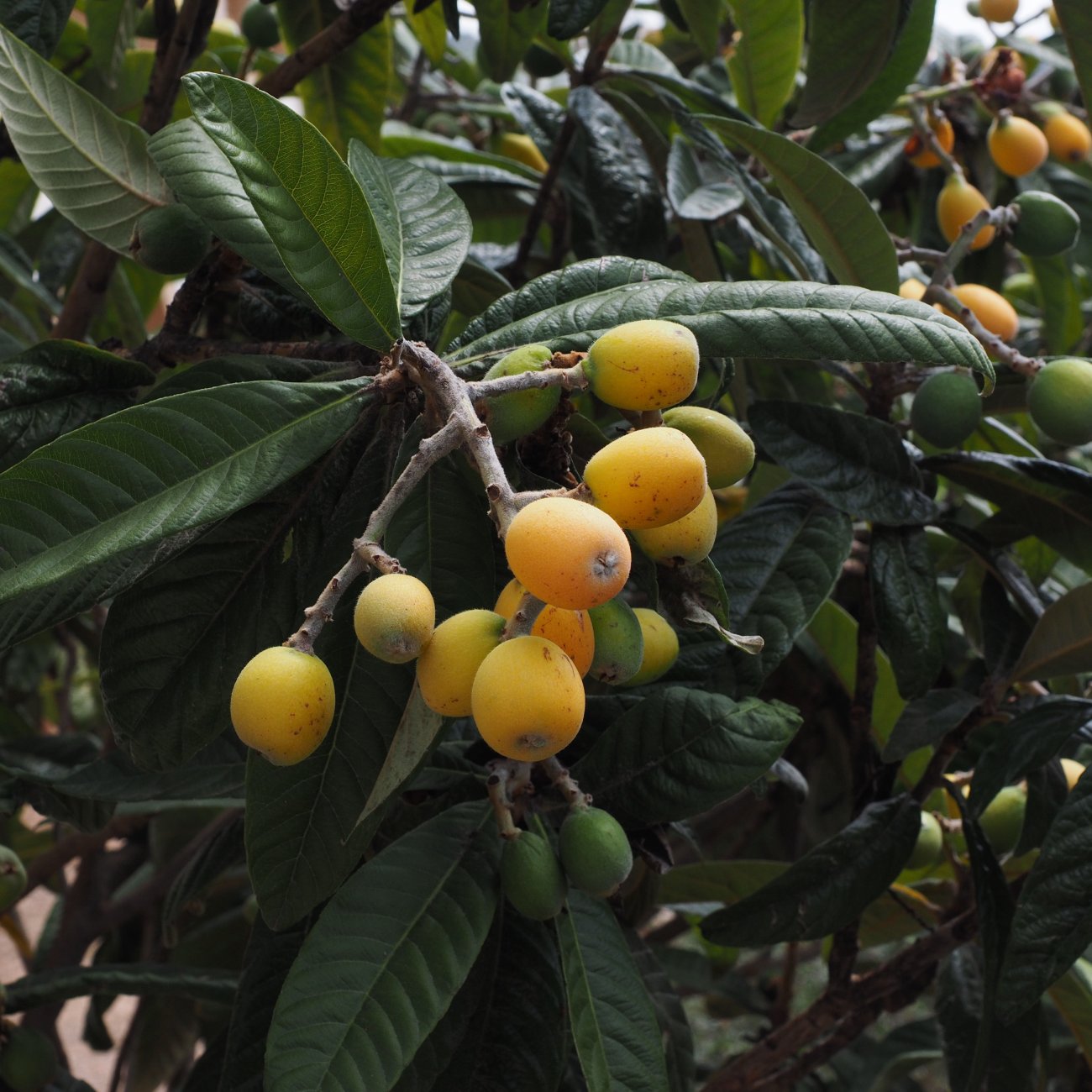 Obrázok Mišpuľa japonská (Eriobotrya japonica) - výška 80-110 cm, kont. C5L (-12°C) - NA KMIENKU