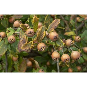 Mišpuľa obyčajná (Mespilus Germanica) - výška 40-60 cm, kont. C5L 