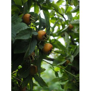 Mišpuľa (Mespilus Germanica) ´DUTCH GIANT´ - výška 140-160 cm, kont. C10L - NA KMIENKU