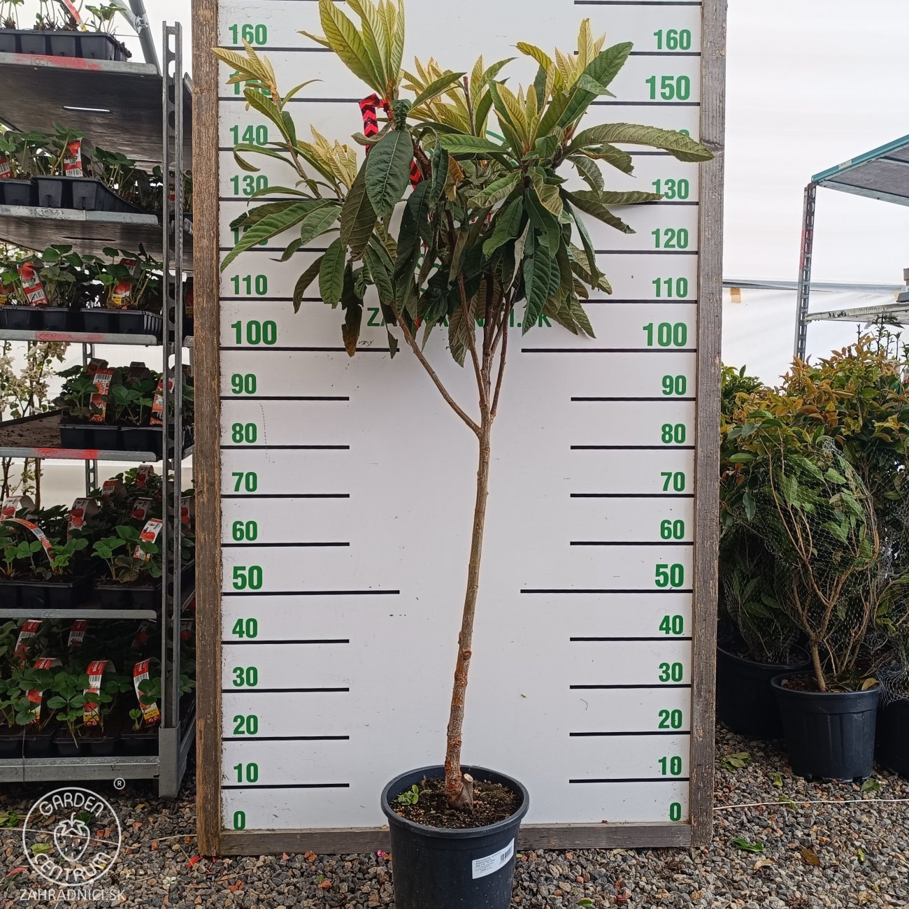 Obrázok Mišpuľa japonská (Eriobotrya japonica) - výška 130-140 cm, kont. C10L (-12°C) - NA KMIENKU