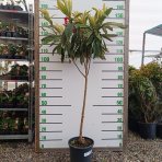 Mišpuľa japonská (Eriobotrya japonica) - výška 130-140 cm, kont. C10L (-12°C) - NA KMIENKU