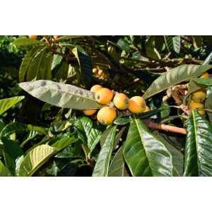 Mišpuľa japonská (Eriobotrya japonica) - výška 130-140 cm, kont. C10L (-12°C) - NA KMIENKU