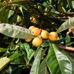 Mišpuľa japonská (Eriobotrya japonica) - výška 130-140 cm, kont. C10L (-12°C) - NA KMIENKU