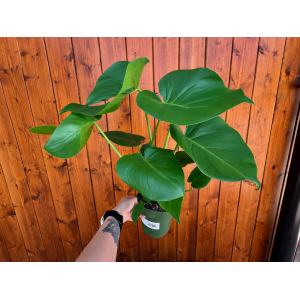 Monstera skvelá (Monstera deliciosa) - výška 40-50 cm, kont. C3L
