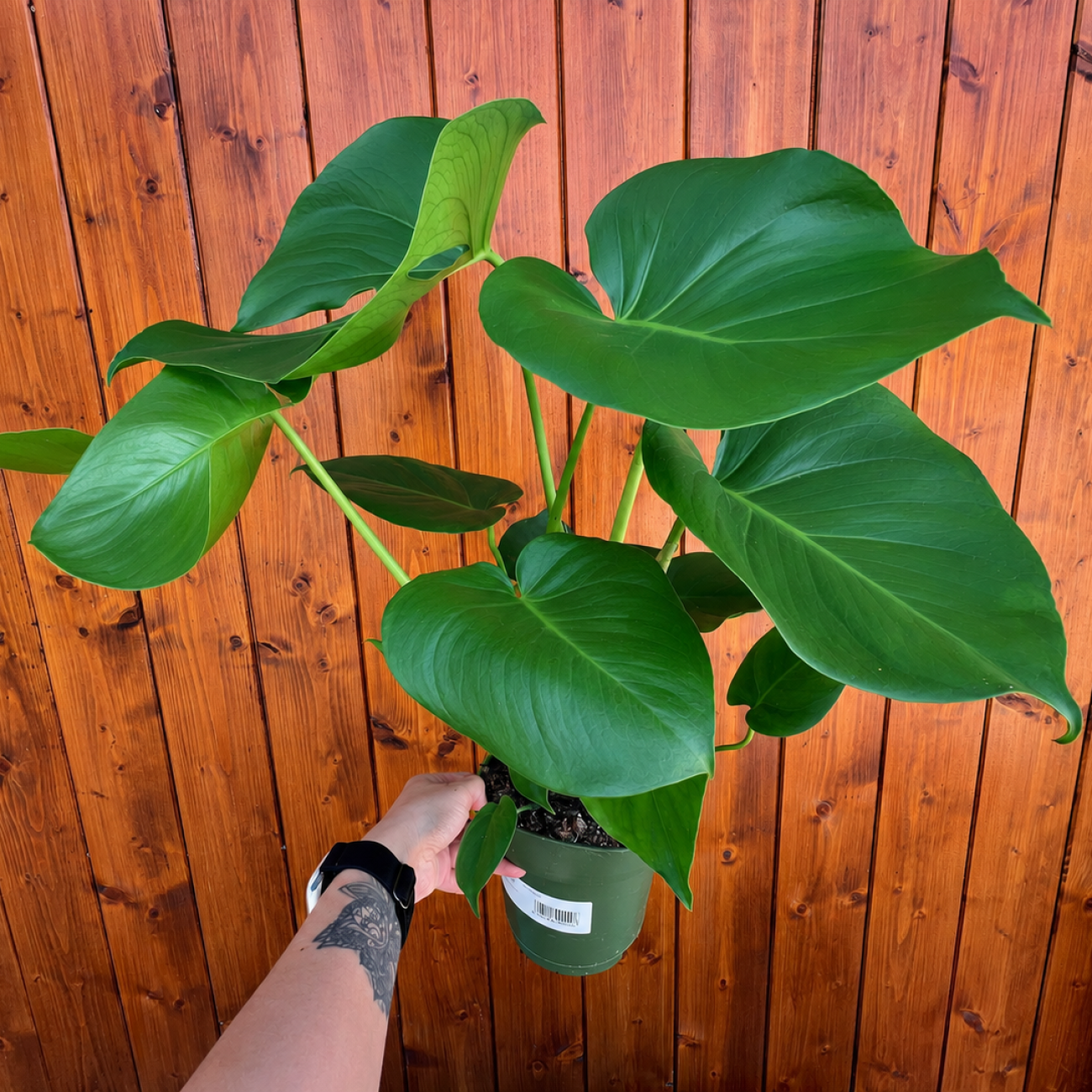 Obrázok Monstera skvelá (Monstera deliciosa) - výška 40-50 cm, kont. C3L