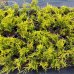 Borievka prostredná (Juniperus x media) ´MORDIGAN GOLD´ - priemer rastliny 30-50 cm, kont. C2L