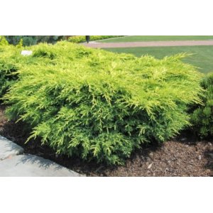 Borievka prostredná (Juniperus x media) ´MORDIGAN GOLD´ - priemer rastliny 30-50cm, kont. C2L