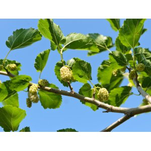Moruša biela (Morus alba) - výška 20-30 cm, kont. P9 - biele plody