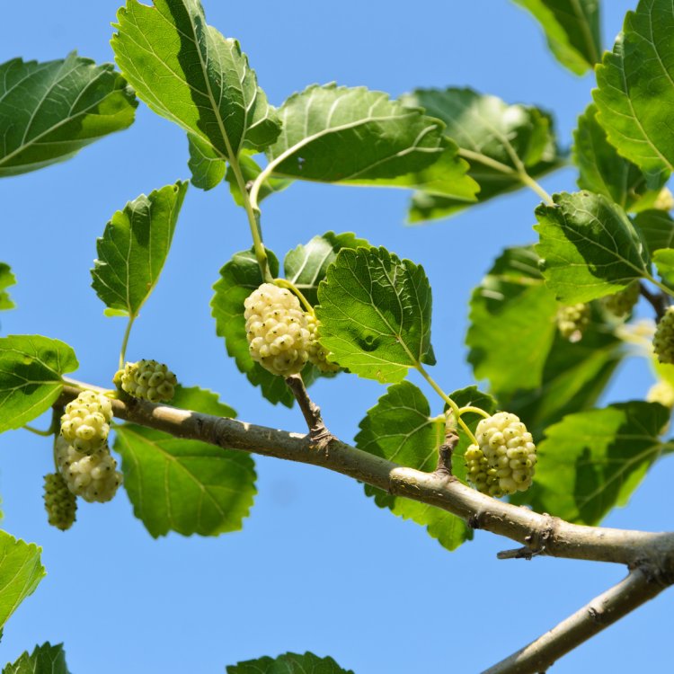 Moruša biela (Morus alba) - výška 20-30 cm, kont. P9 - biele plody