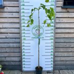 Moruša biela (Morus alba) ´ALBA PENDULA´ - ČIERNOPLODÁ - výška: 150-180 cm, kont. C5L/C7.5L
