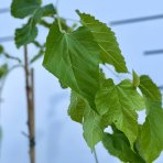 Moruša biela (Morus alba) ´ALBA PENDULA´ - ČIERNOPLODÁ - výška: 150-180 cm, kont. C5L/C7.5L