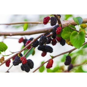 Moruša čierna (Morus nigra) ´GALICJA´ - výška 20-40 cm, kont. C1L - čierne plody