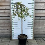 Moruša biela (Morus alba) ´ALBA PENDULA´ - výška 120-140 cm, obvod kmeňa 8/10 cm, kont. C20L/C25L - čierne plody 
