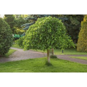 Moruša biela (Morus alba) ´ALBA PENDULA´ - ČIERNOPLODÁ - výška: 150-180 cm, kont. C5L/C7.5L