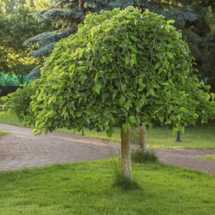 Moruša biela (Morus alba) ´ALBA PENDULA´ - ČIERNOPLODÁ - výška: 150-180 cm, kont. C5L/C7.5L