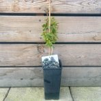 Moruša čierna 'TRNAVSKÁ' (Morus nigra) - výška: 20-30 cm, kont. C2L - čierne plody 