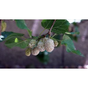Moruša biela (Morus alba) ‘WHITE BERRY’ - výška 300-340 cm, obvod kmeňa 8/10 cm , kont.C18L -biele plody - NA KMIENKU
