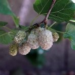 Moruša biela (Morus alba) ‘WHITE BERRY’ - výška 300-340 cm, obvod kmeňa 8/10 cm , kont.C18L -biele plody - NA KMIENKU