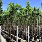 Moruša biela (Morus alba) ‘WHITE BERRY’ - výška 300-340 cm, obvod kmeňa 8/10 cm , kont.C18L -biele plody - NA KMIENKU