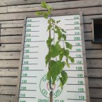 Moruša biela (Morus alba) ´ALBA PENDULA´ - ČIERNOPLODÁ - výška: 160-180 cm, kont. C10L