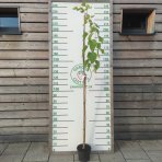 Moruša biela (Morus alba) ´ALBA PENDULA´ - ČIERNOPLODÁ - výška: 160-180 cm, kont. C10L