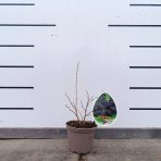 Moruša biela (Morus alba) ´MILANÓWEK´ - výška 20-25 cm, kont. P13