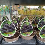 Moruša biela (Morus alba) ´MILANÓWEK´ - výška 20-25 cm, kont. P13